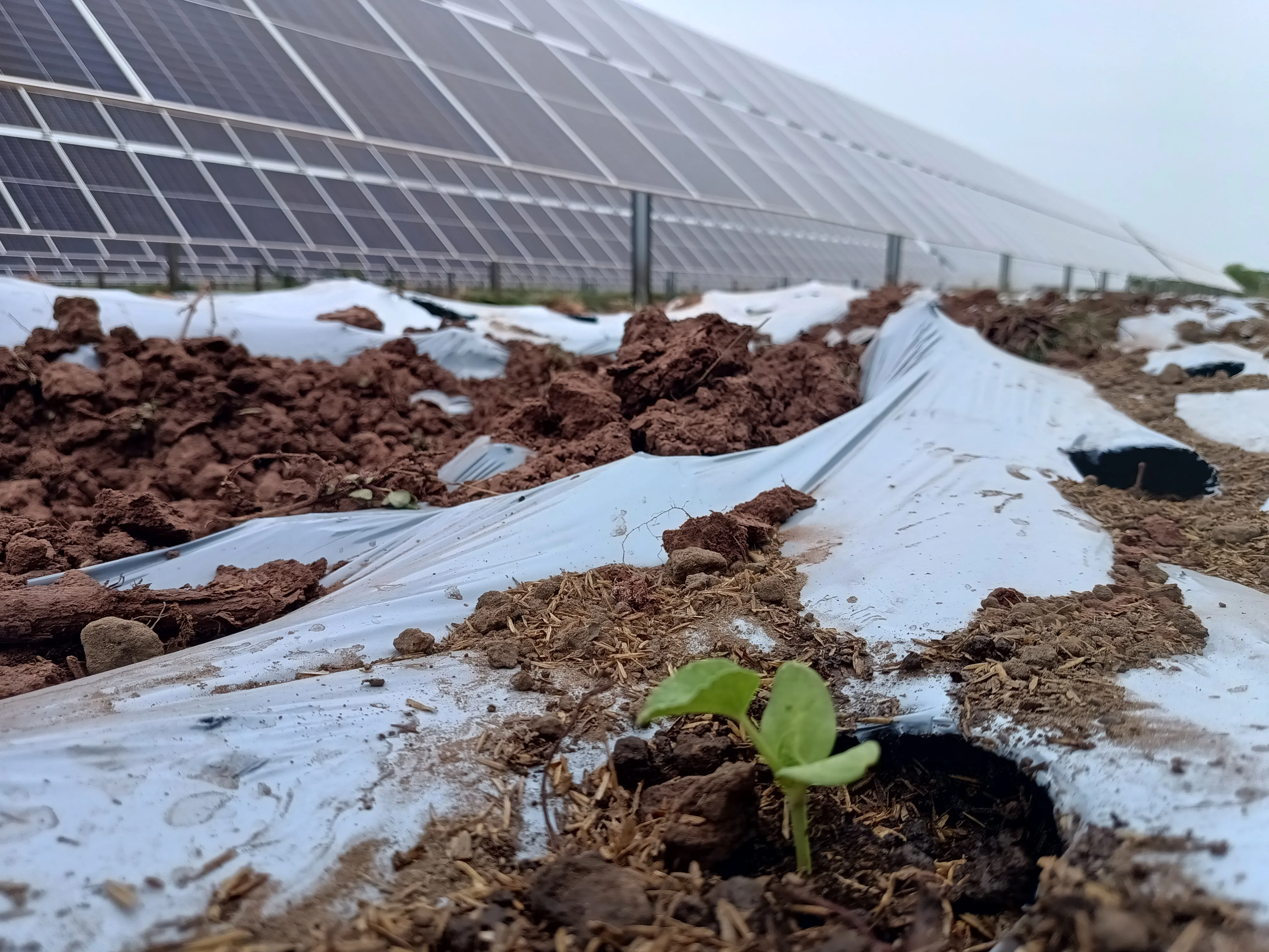 Primer plano de un brote verde en la tierra con paneles solares e instalación agrícola de fondo.