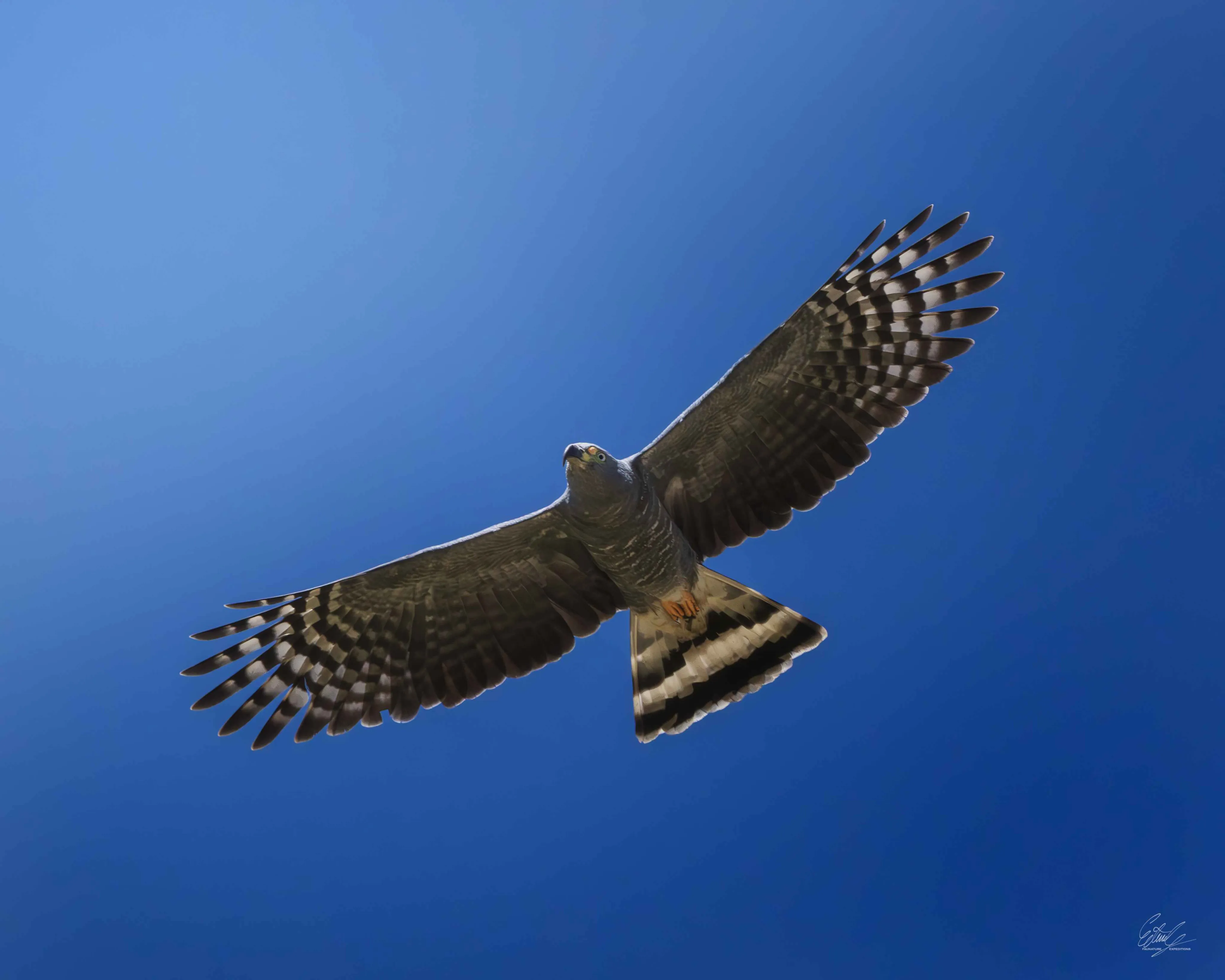 Un gavilán volando con las alas completamente extendidas contra un cielo azul despejado.