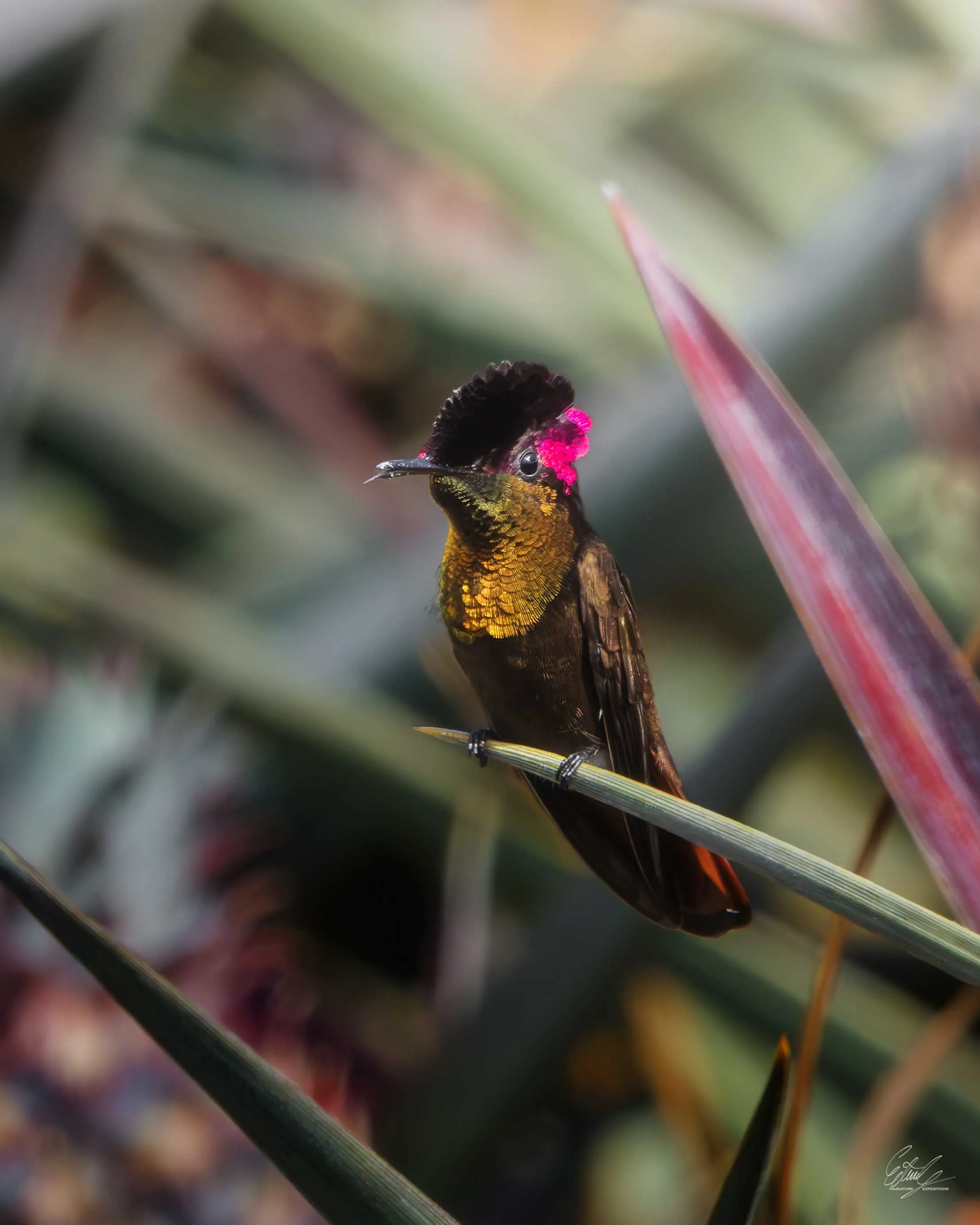 Un colibrí de cresta rosada posado sobre una rama.