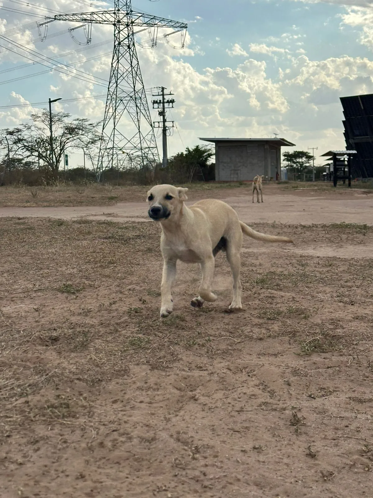 Un turpial o bolsero de plumaje amarillo y negro posado sobre un cactus.