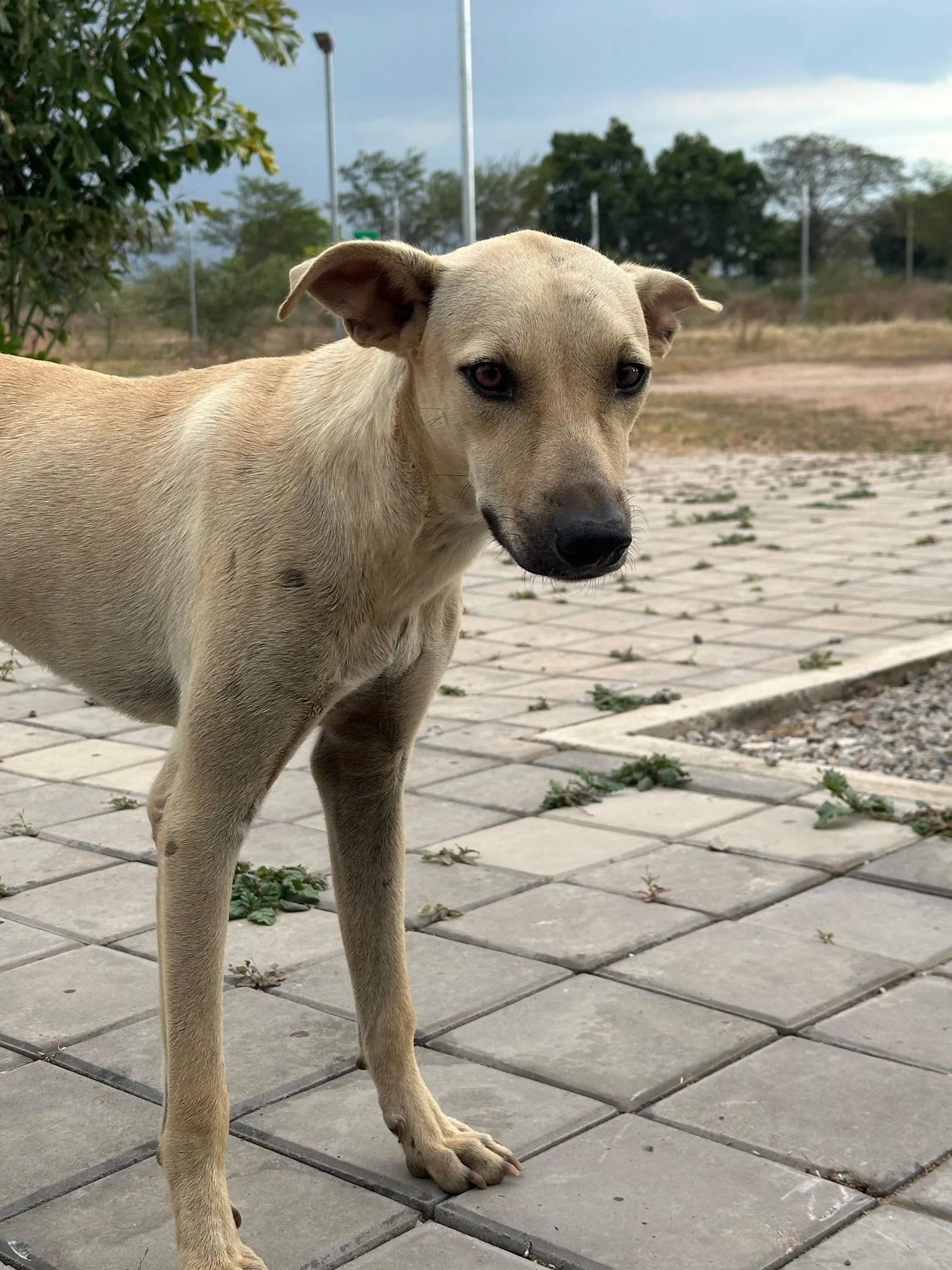 Un turpial o bolsero de plumaje amarillo y negro posado sobre un cactus.